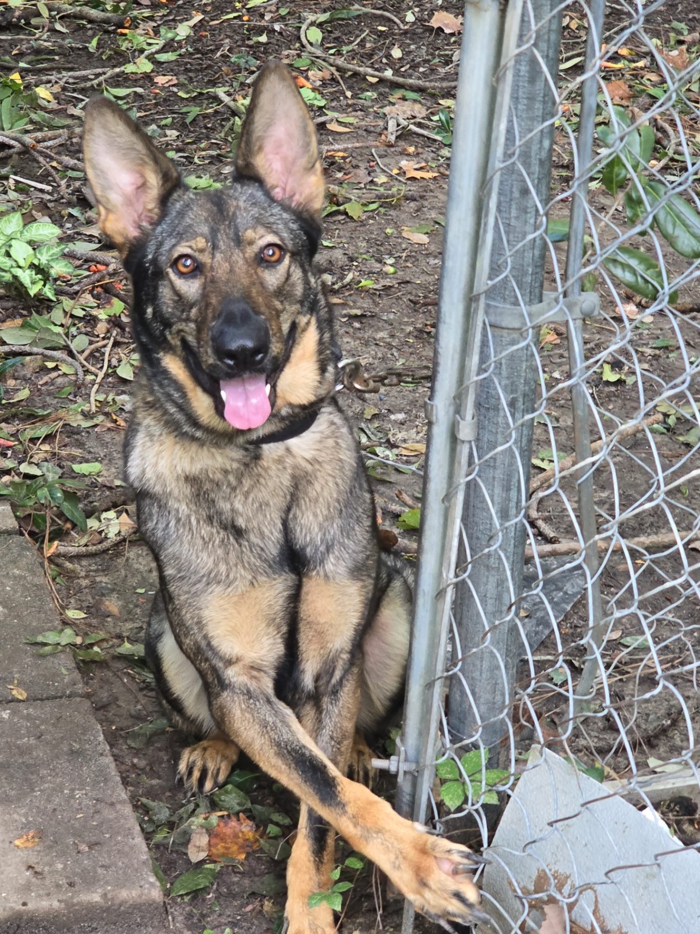Working line German Shepherd resting in shade on Louisiana property