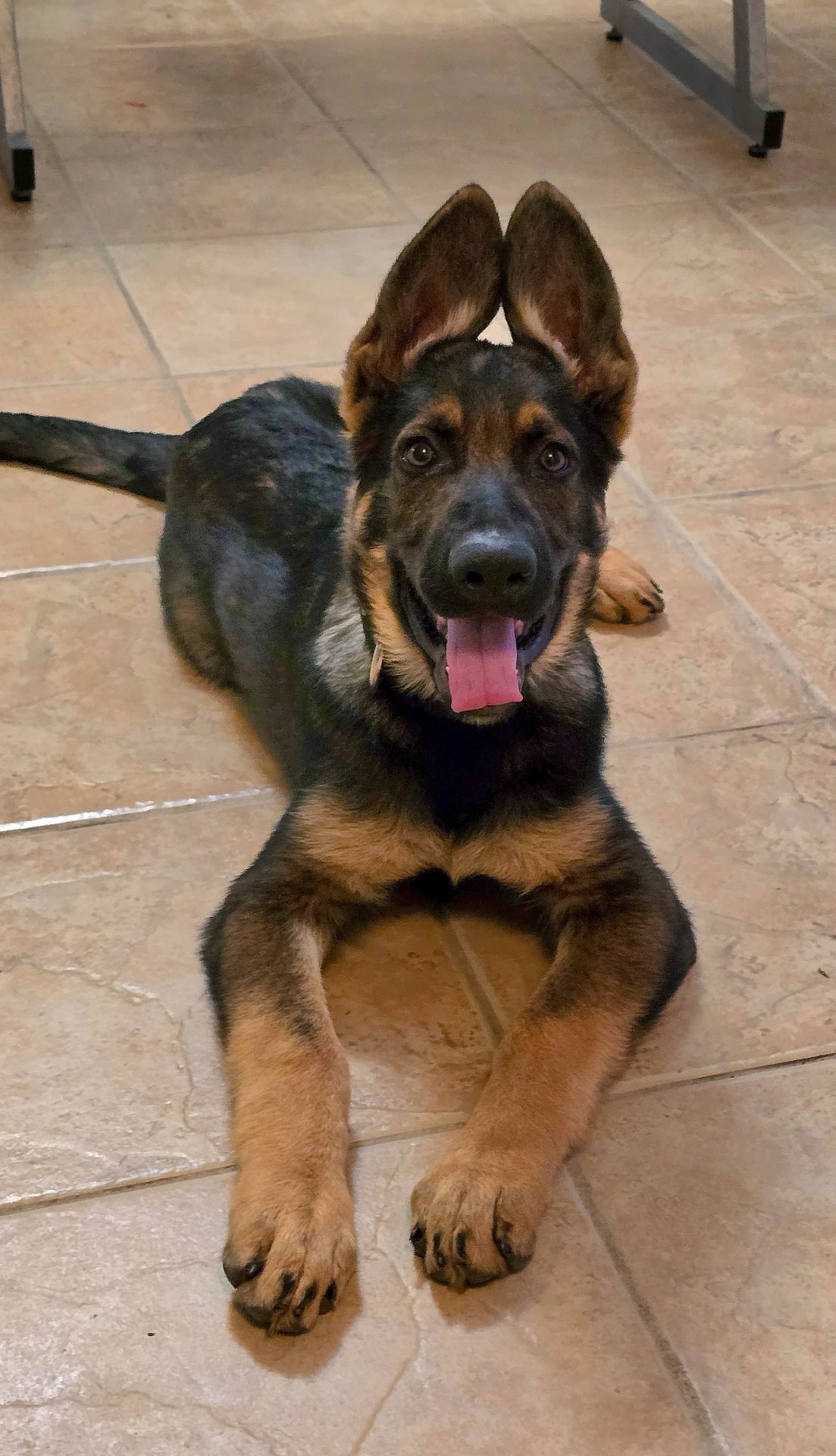Working line German Shepherd puppy in early training