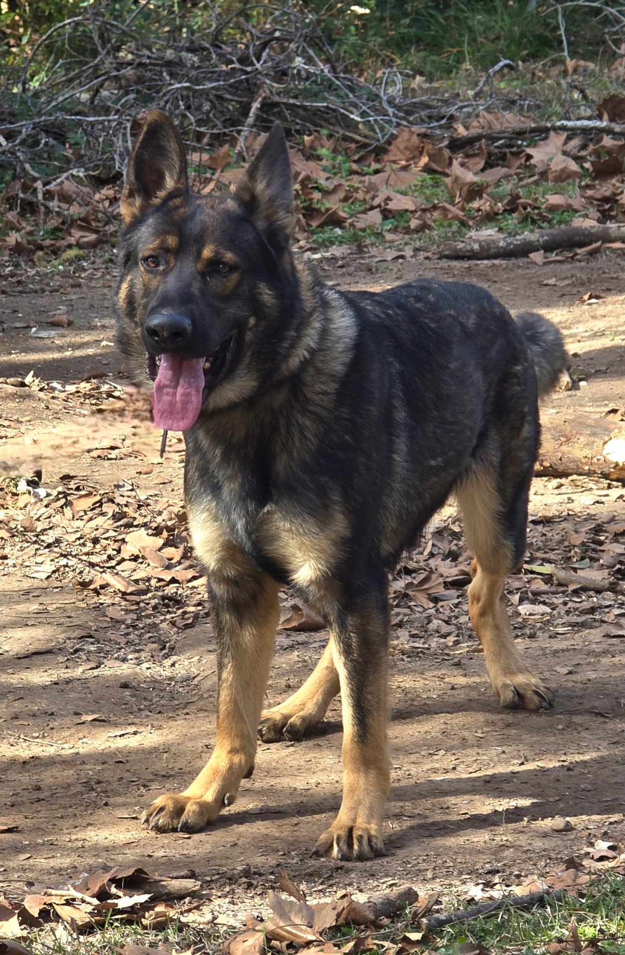 Working line German Shepherd standing alert on property